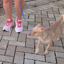 Thumbnail photo of Willow #3