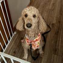 Thumbnail photo of Nova #4