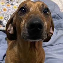 Thumbnail photo of Chip  -  Clovis, CA #1