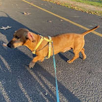 Thumbnail photo of Chip  -  Clovis, CA #3