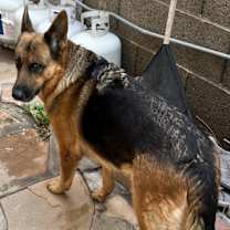 Thumbnail photo of Duchess #2