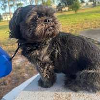 Thumbnail photo of Blackie #2