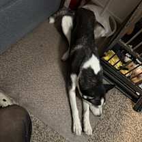 Thumbnail photo of Greer #2