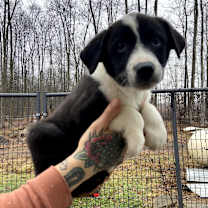 Thumbnail photo of Marshmallow Fudge #1