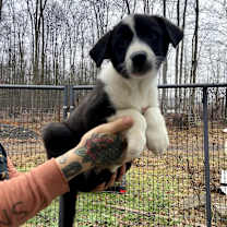 Thumbnail photo of Marshmallow Fudge #2