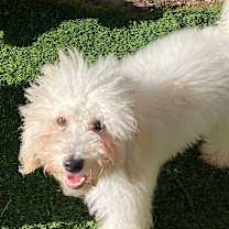 Thumbnail photo of Santa #3