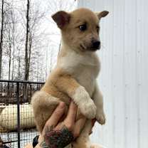 Thumbnail photo of Snickerdoodle #2