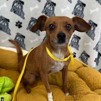 Thumbnail photo of Bruni #1