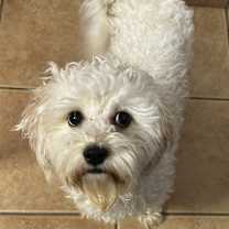 Thumbnail photo of Shortcake #3