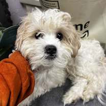 Thumbnail photo of Marshmallow #1