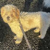 Thumbnail photo of Marshmallow #2