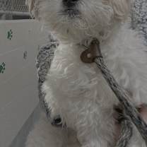 Thumbnail photo of Marshmallow #3