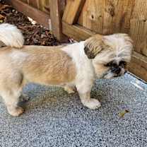 Thumbnail photo of Suzy #4