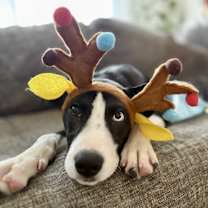 Thumbnail photo of Apsen #2