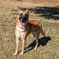 Thumbnail photo of Golden Maple Crunch #2