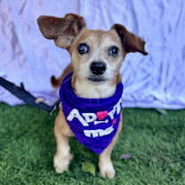 Thumbnail photo of SUZIE #2