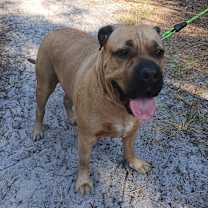 Thumbnail photo of Scooby #2