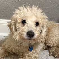 Thumbnail photo of Kringle #1