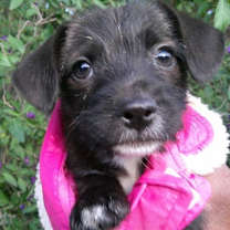 Thumbnail photo of Bella/ #1