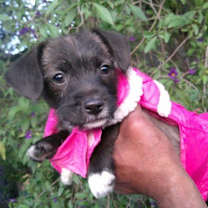 Thumbnail photo of Bella/ #2