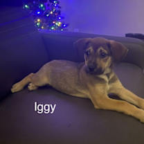 Thumbnail photo of Iggy #1