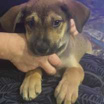 Thumbnail photo of Iggy #2