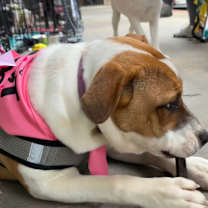 Thumbnail photo of Brandy #1