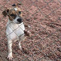 Thumbnail photo of Brandy #2