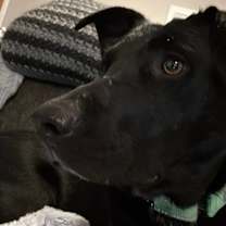 Thumbnail photo of Terrell Henson #2