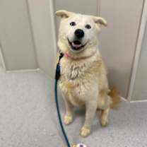 Thumbnail photo of Candy Cane #2