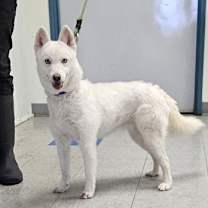 Thumbnail photo of Ashes #1