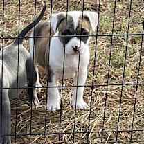 Thumbnail photo of Willy & Billy #4