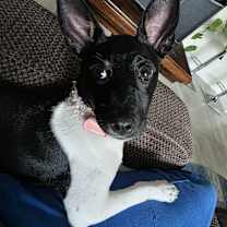 Thumbnail photo of Maisie #2