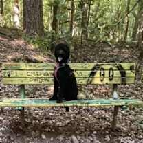 Thumbnail photo of Raven #2