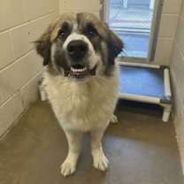 Thumbnail photo of HOSS #2