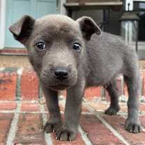 Thumbnail photo of Clyde #2