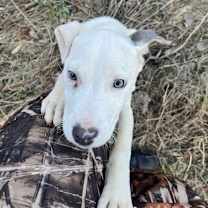 Thumbnail photo of LUNA #4