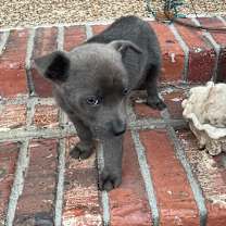 Thumbnail photo of Clyde #4