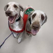 Thumbnail photo of Kringle #1