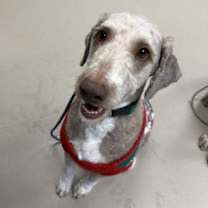 Thumbnail photo of Kringle #3