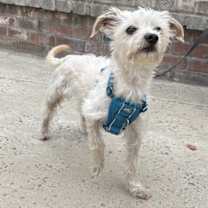 Thumbnail photo of Beau #2