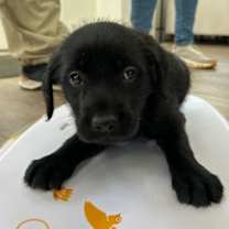 Thumbnail photo of Snow White #1