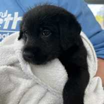 Thumbnail photo of Bashful #1