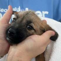 Thumbnail photo of Doc #1