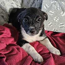 Thumbnail photo of Lana #1