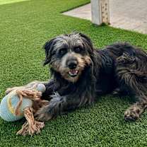 Thumbnail photo of Rooney #2