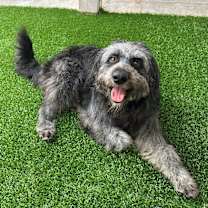 Thumbnail photo of Rooney #4