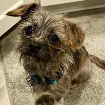 Thumbnail photo of Little Ninja #4