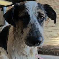 Thumbnail photo of Frankie #2