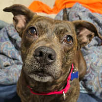 Thumbnail photo of Big Booty Judy #3